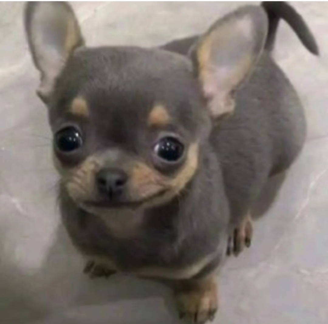 내전 티어표