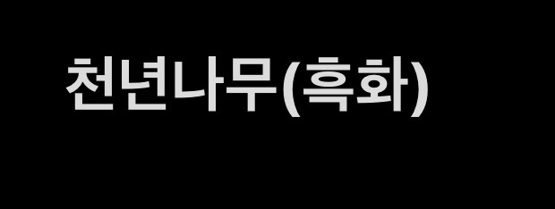 천년나무(흑화)