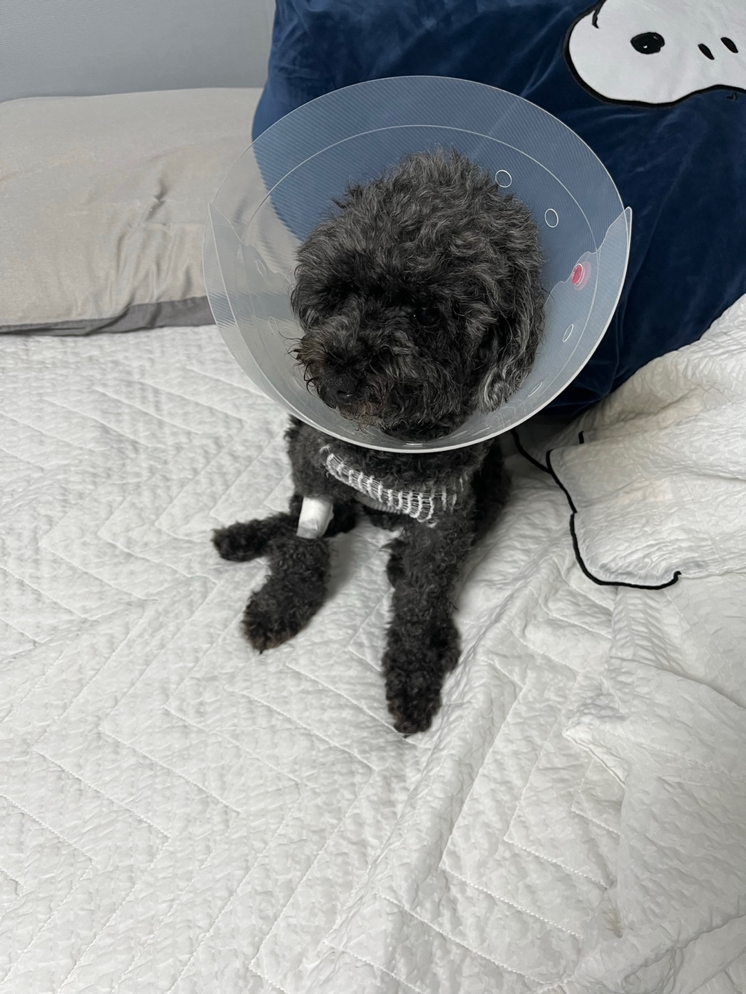 일신중 티어리스트