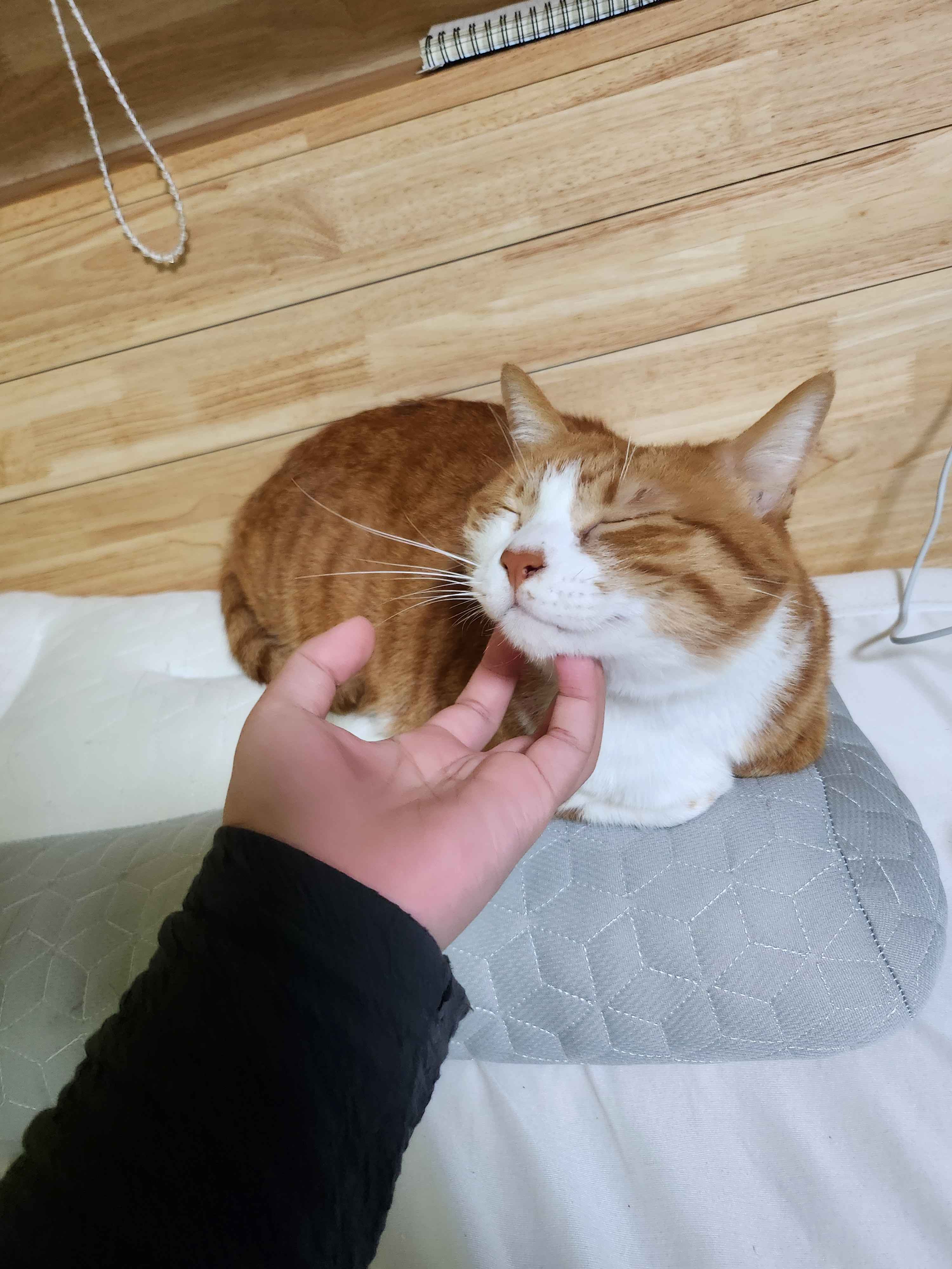 렌독 특수무기 티어표