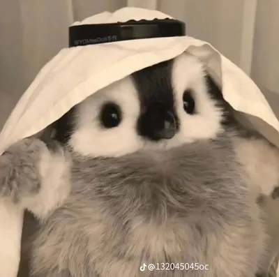 롤 챔피언