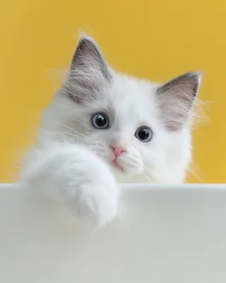 섮킶켒꼷