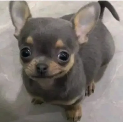 내전 티어표