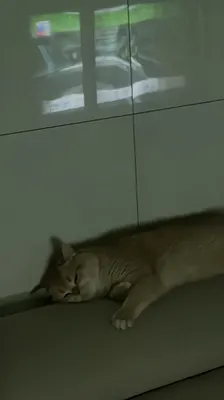 티어표