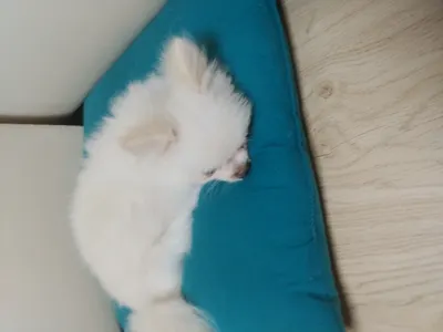 무기