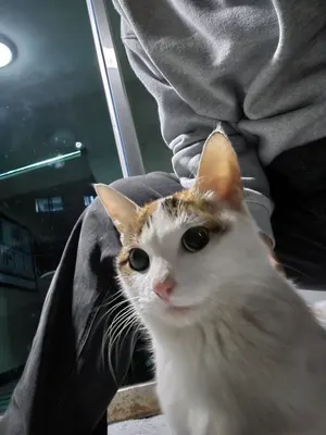 듀얼