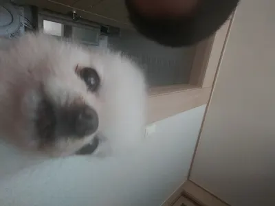  토일렛