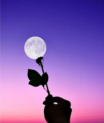 블루락 라이벌 티어표
