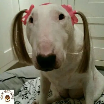 머저리 집합소 서폿 티어