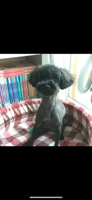 일신중 고아 티어리스트