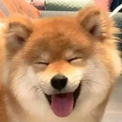 ZO티어표