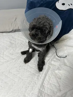 일신중 티어리스트