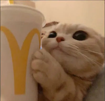 ㅅㅅ
