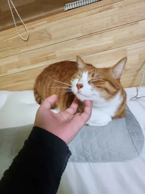 렌독 특수무기 티어표