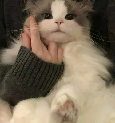 TC 발로란트 티어리스트