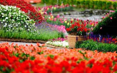 Random Flowers